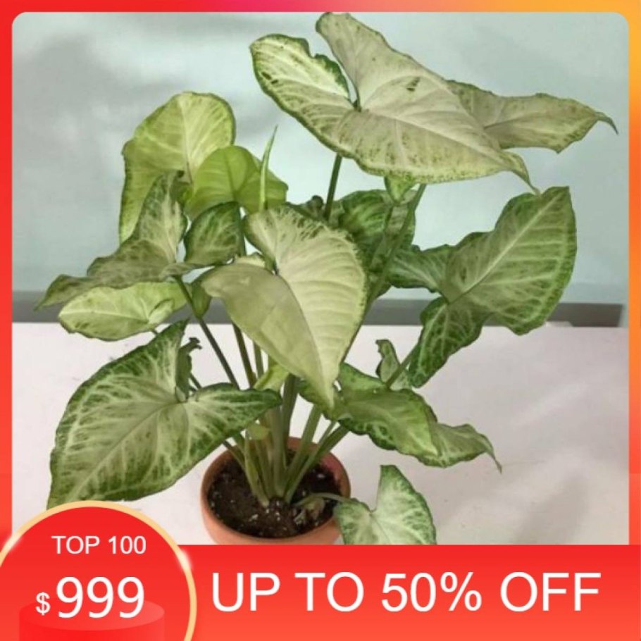 Сингониум Пинк Арроу