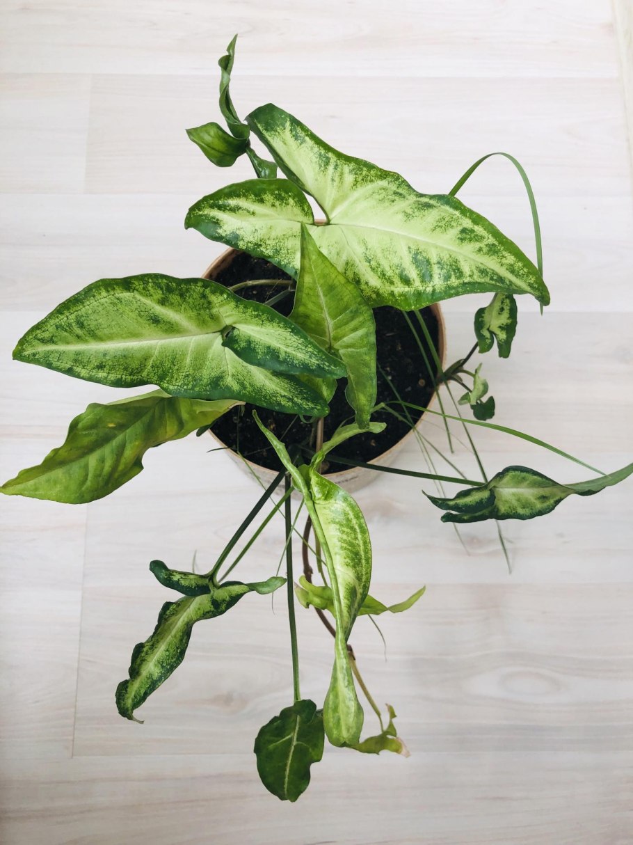 Сингониум Моттлед Мохито