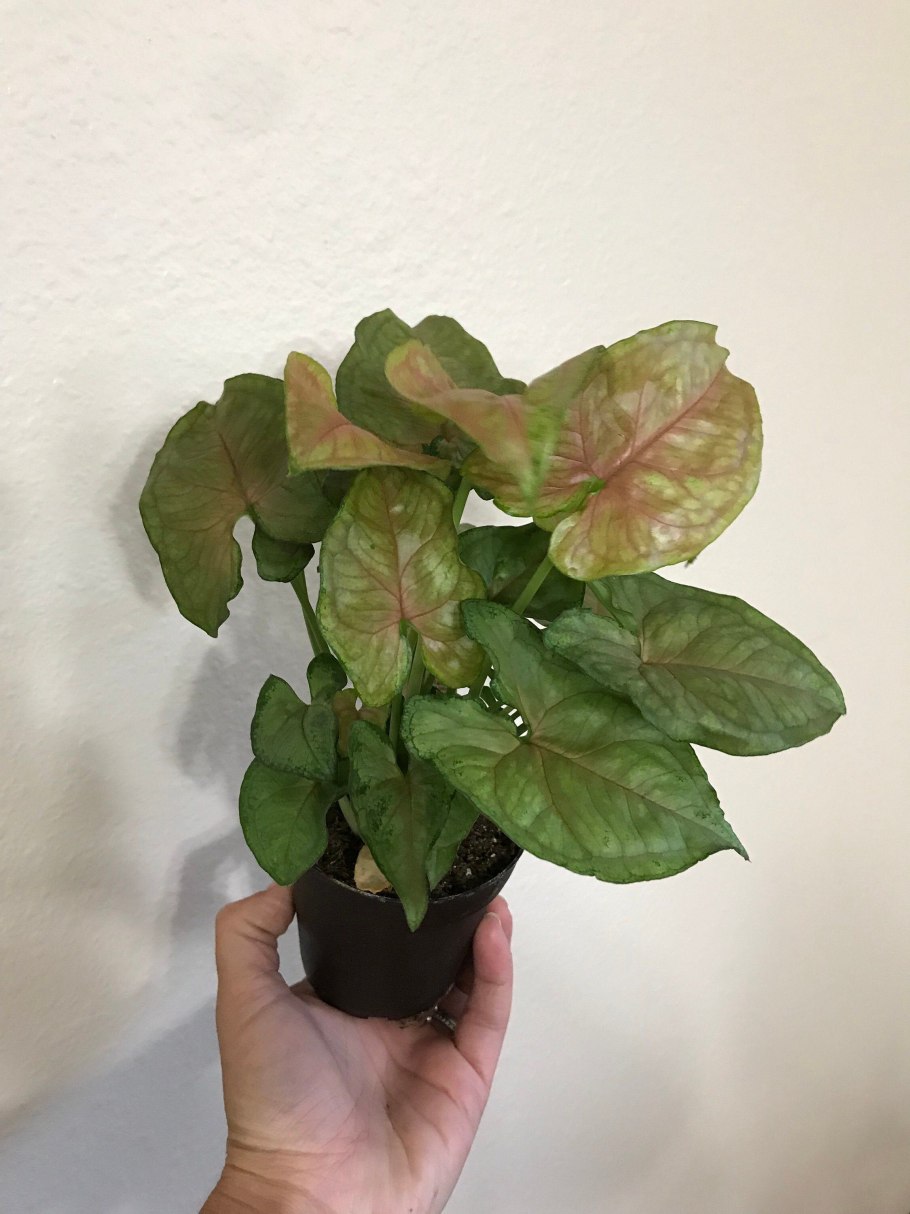 Сингониум Роксана