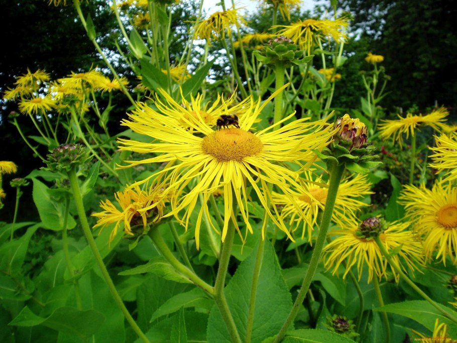 Девясил Сибирский Луговой