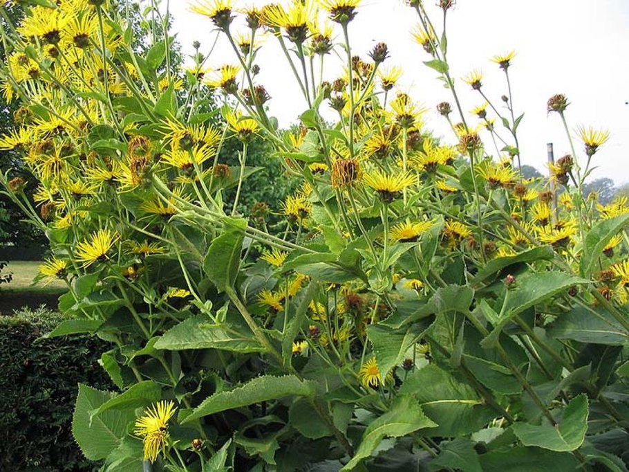 Inula racemosa