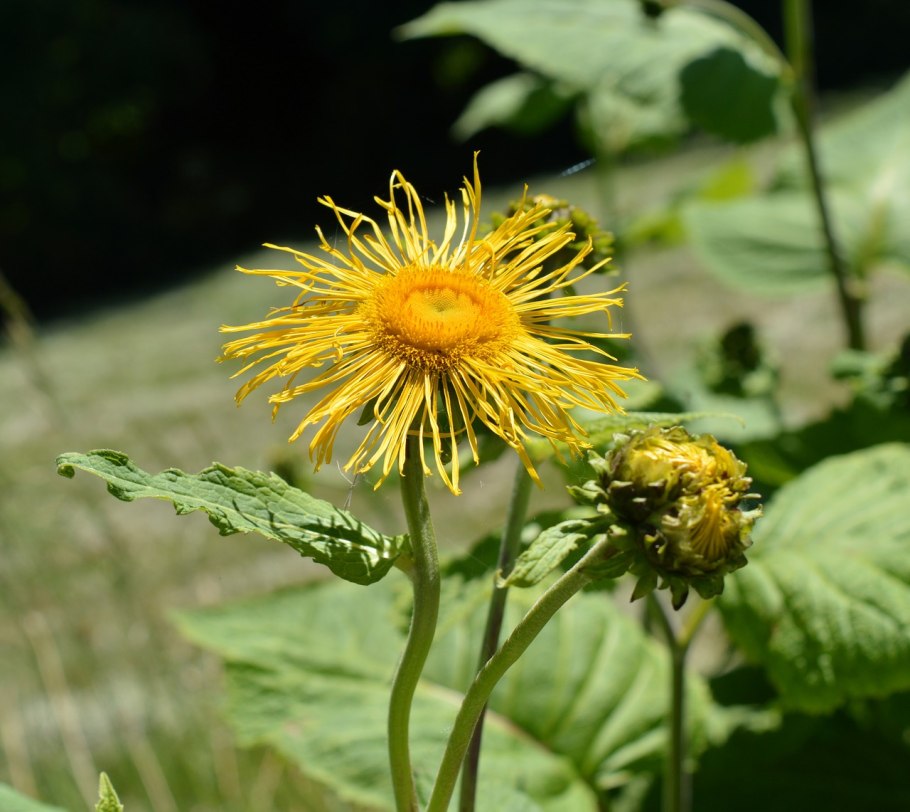 Inula Helenium