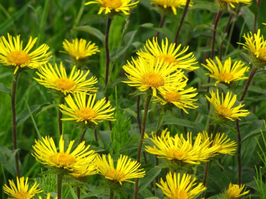 Девясил Сибирский Луговой