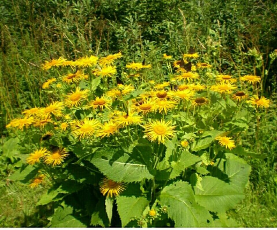 Девясил высокий (Inula Helenium)