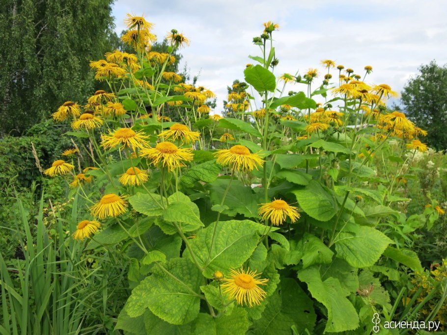 Inula Helenium l.