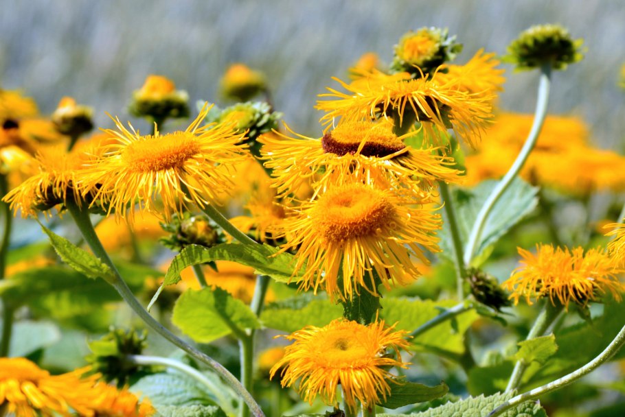 Девясил высокий (Inula Helenium)