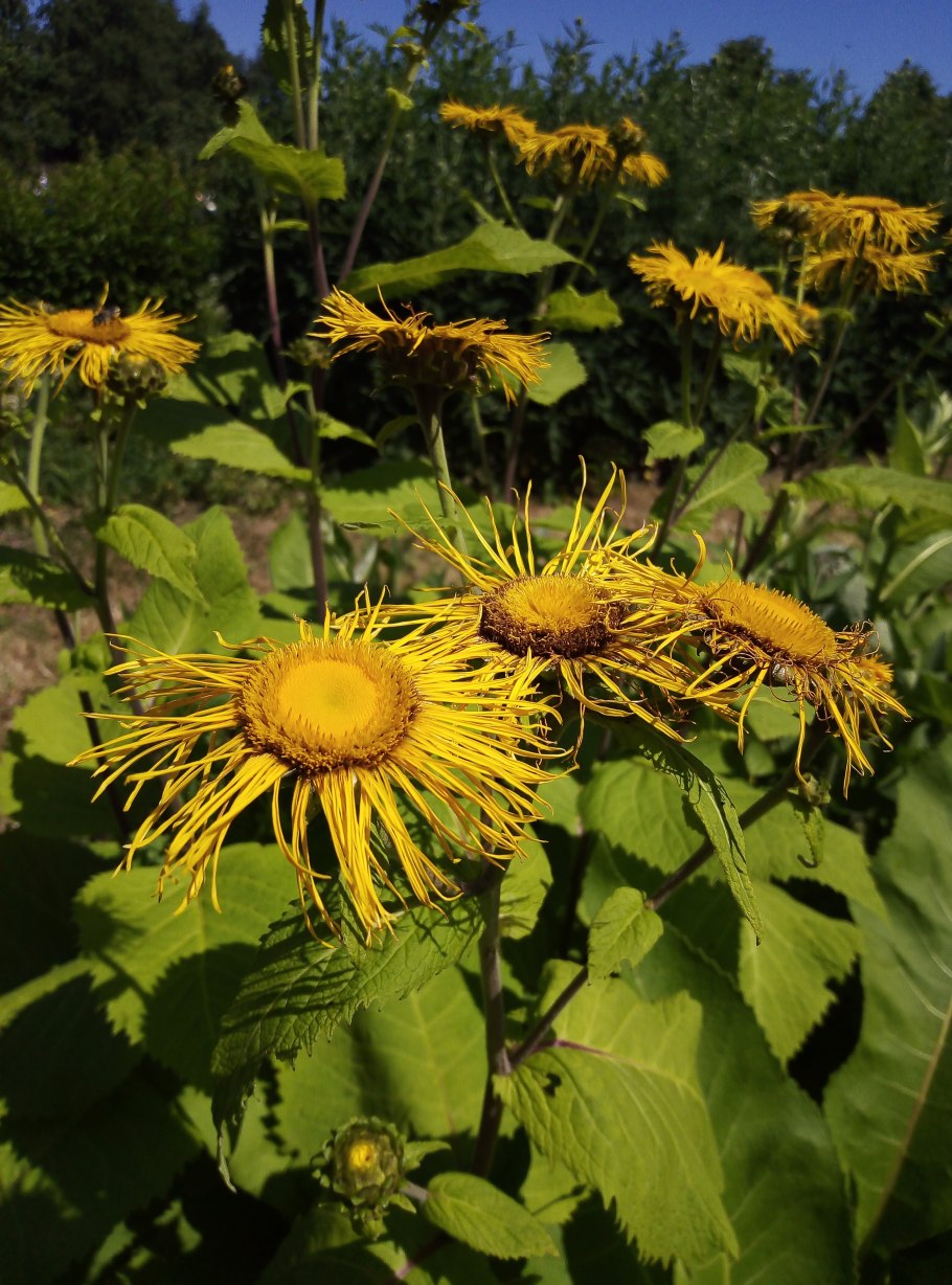 Девясил высокий (Inula Helenium)