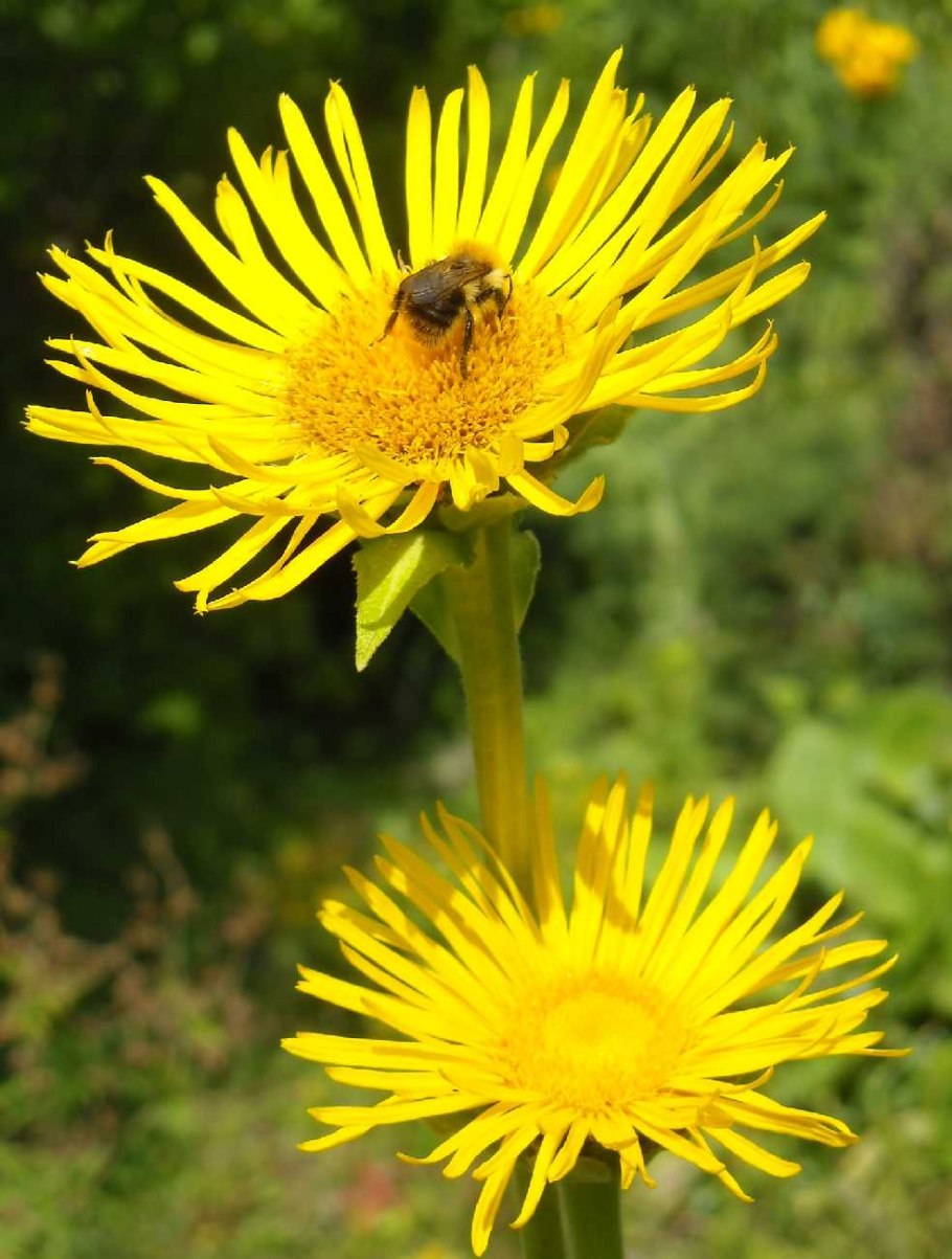 Девясил высокий (Inula Helenium l.)