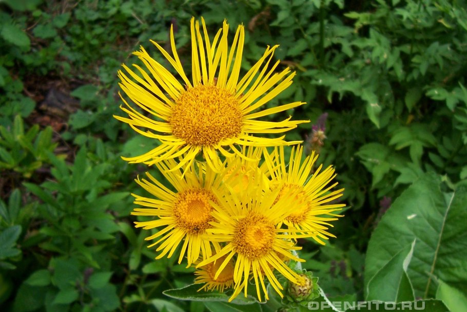 Девясил Inula Helenium