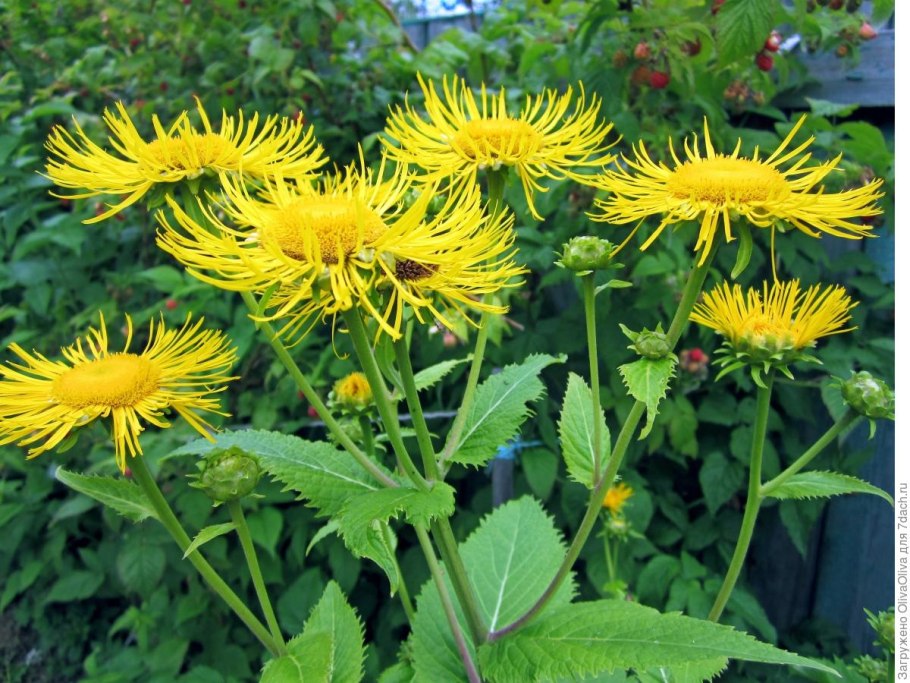 Девясил Inula Helenium