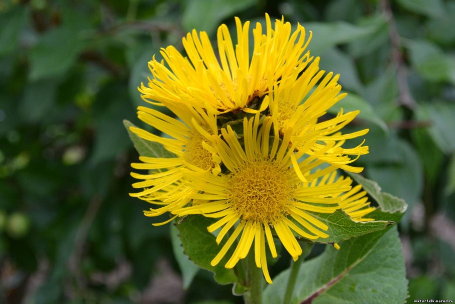 Девясил высокий