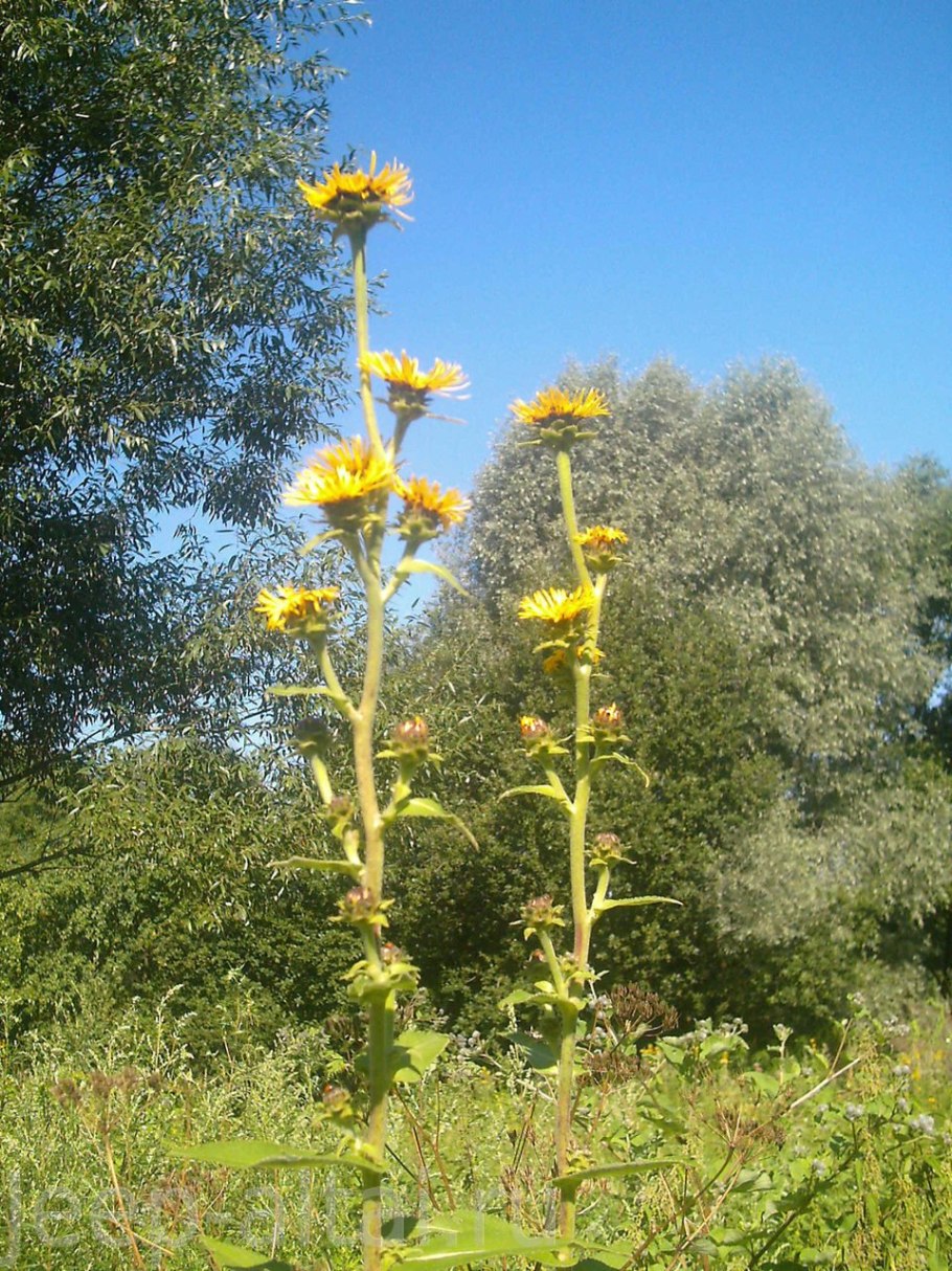 Девясил высокий