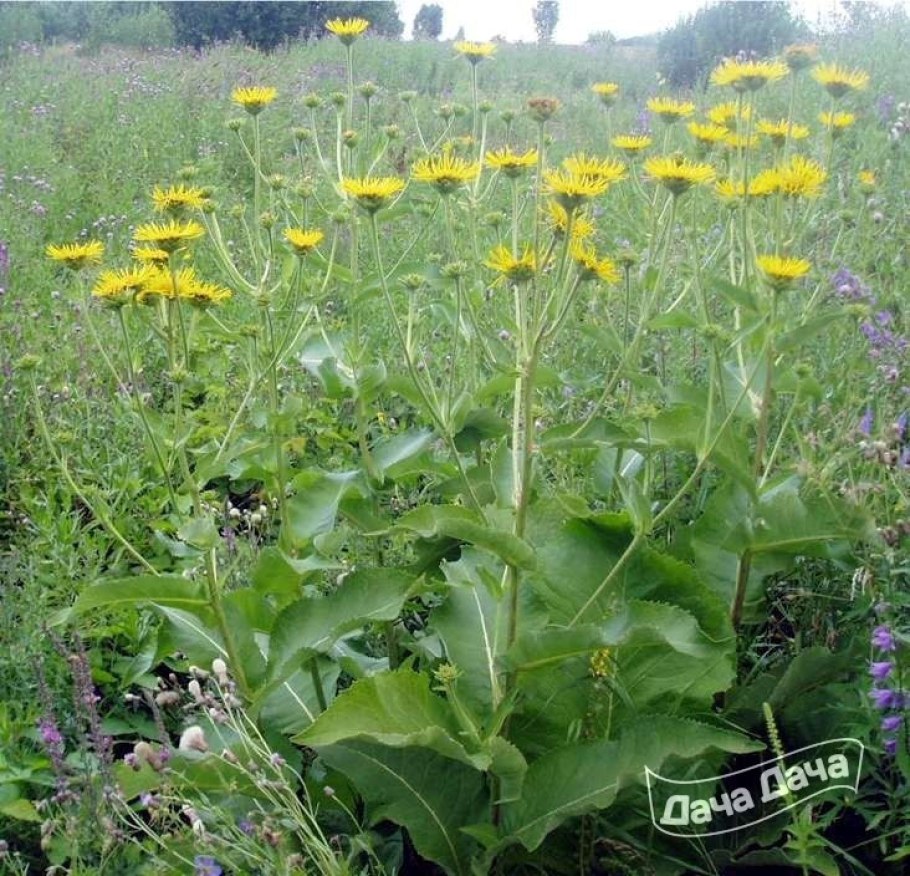 Девясил льнянколистный