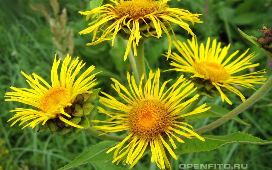 Девясил кистистый