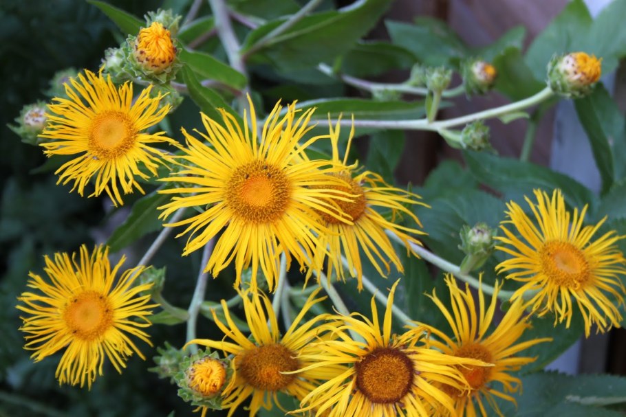 Девясил великолепный