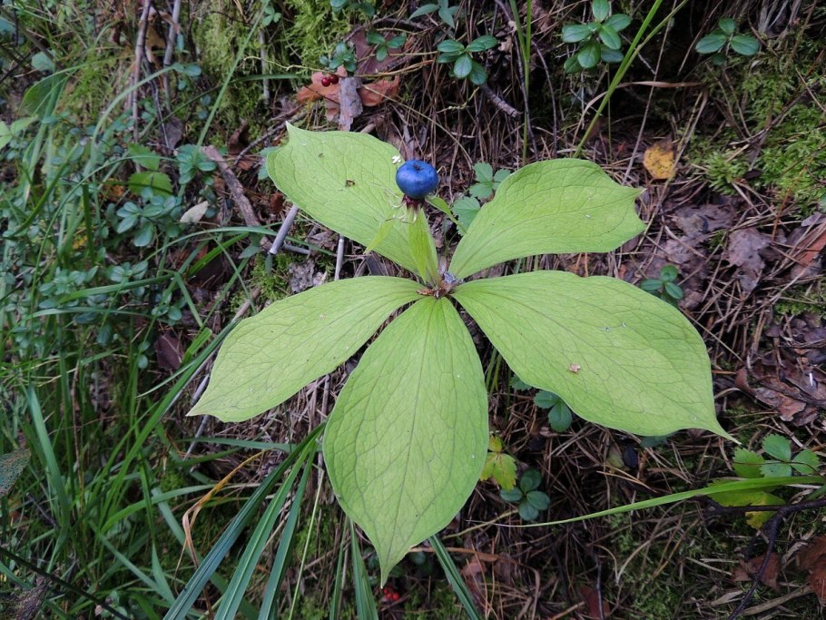 Вороний глаз ядовитое растение