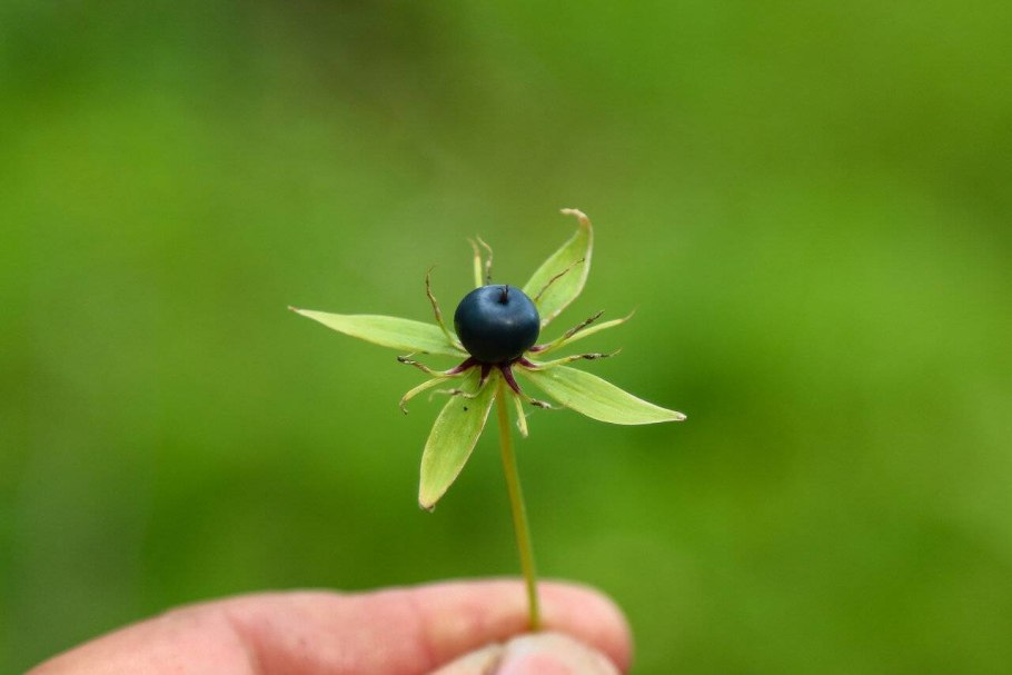 Вороний глаз четырёхлистный