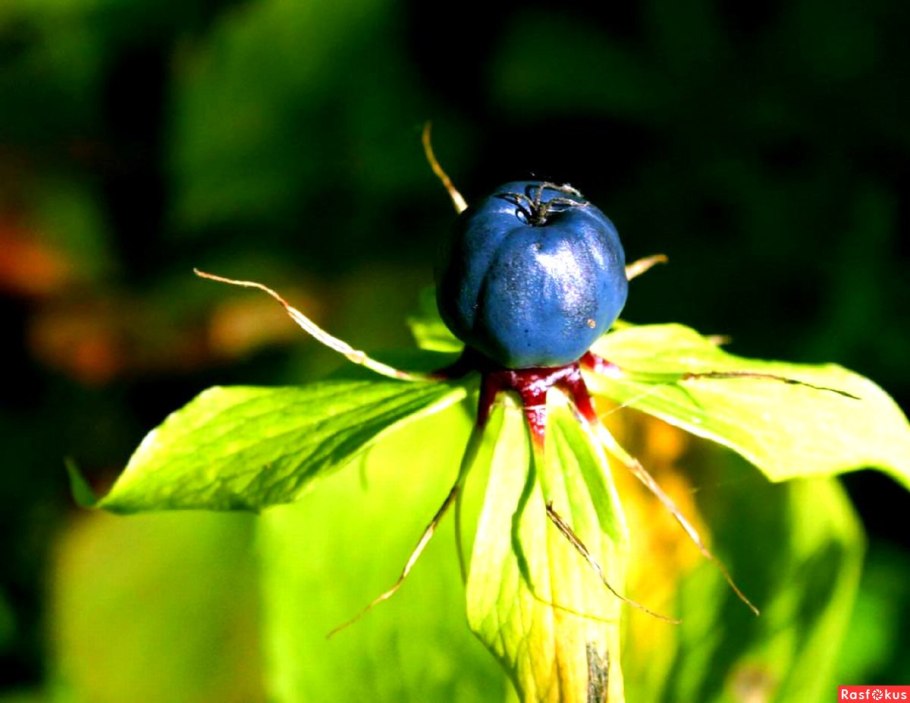 Ядовитые Лесные ягоды Вороний глаз