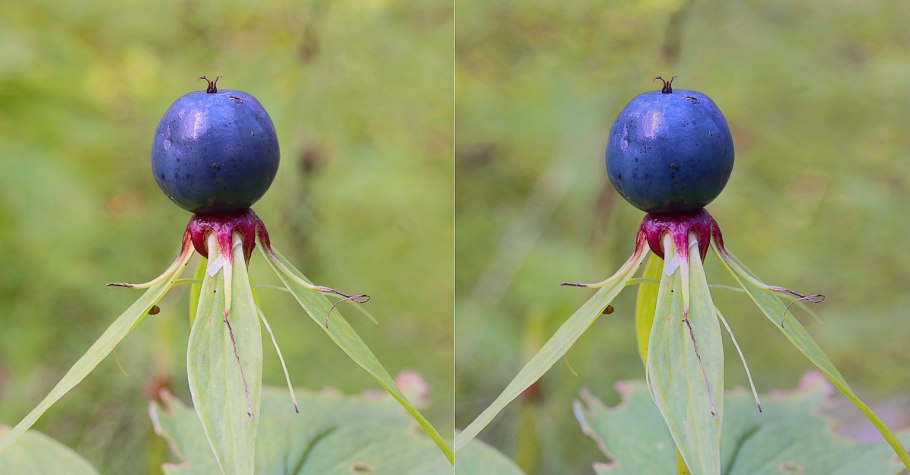 Вороний глаз мутовчатый