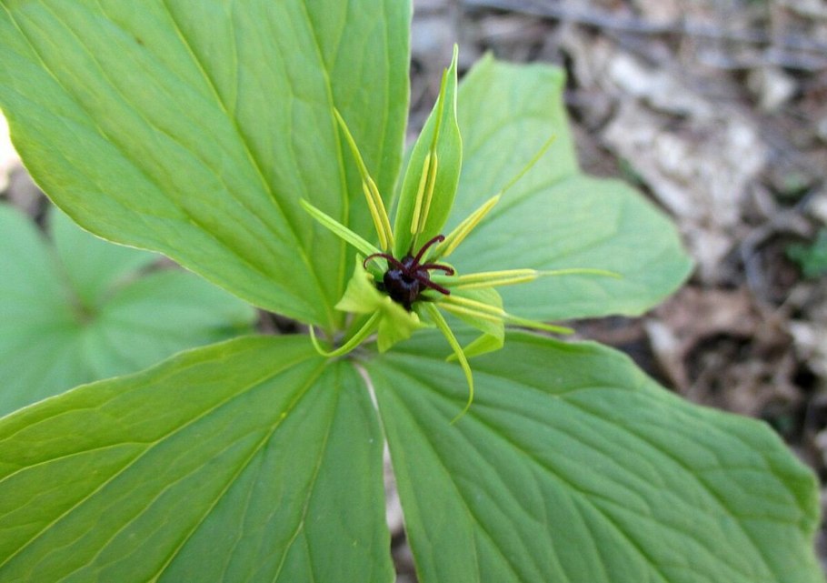 Вороний глаз ягода