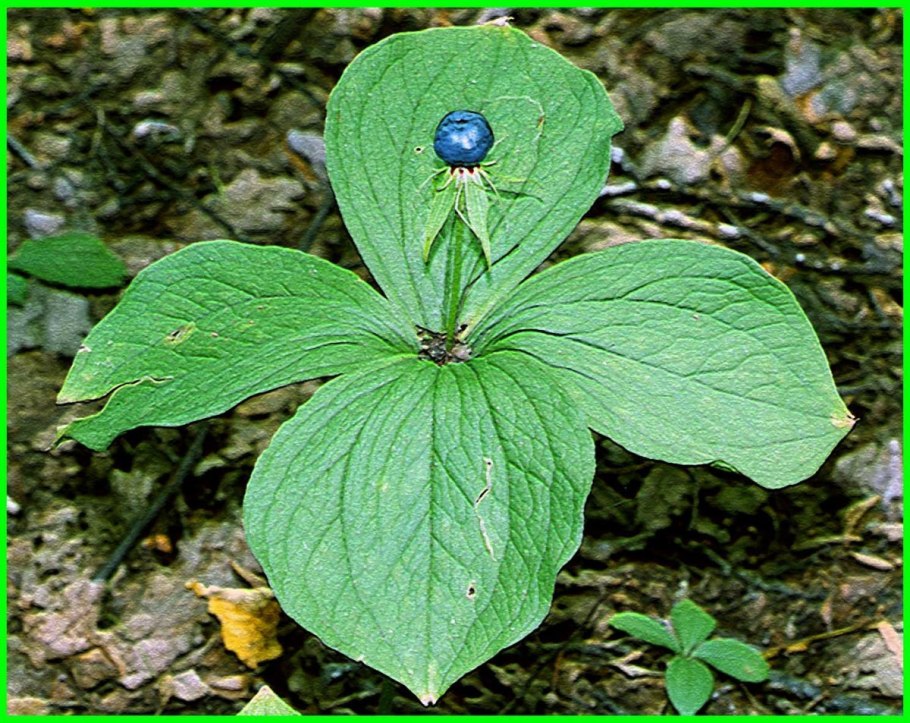 Вороний глаз растение