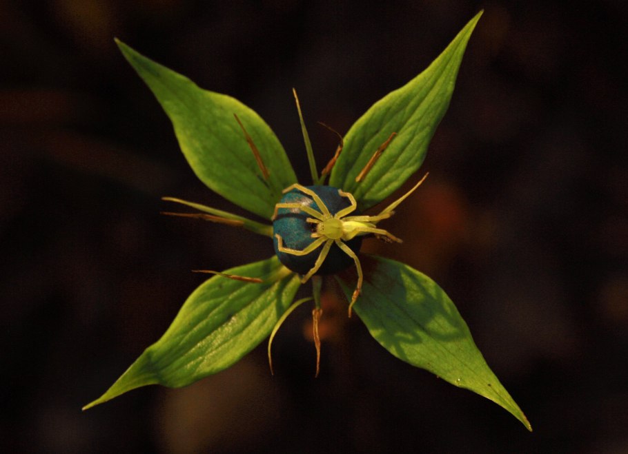 Японский Вороний глаз" (Paris japonica