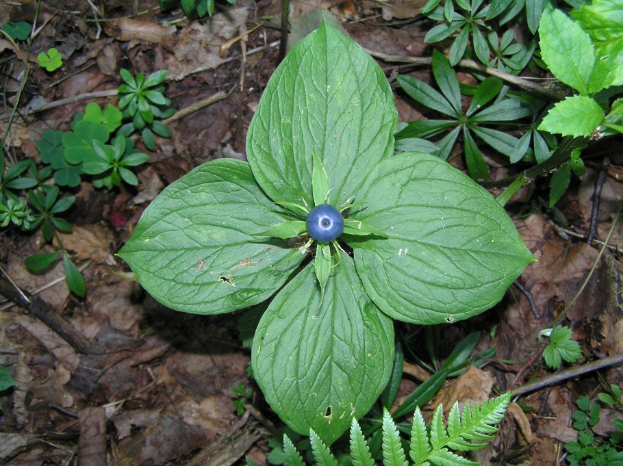 Вороний глаз ядовитое растение