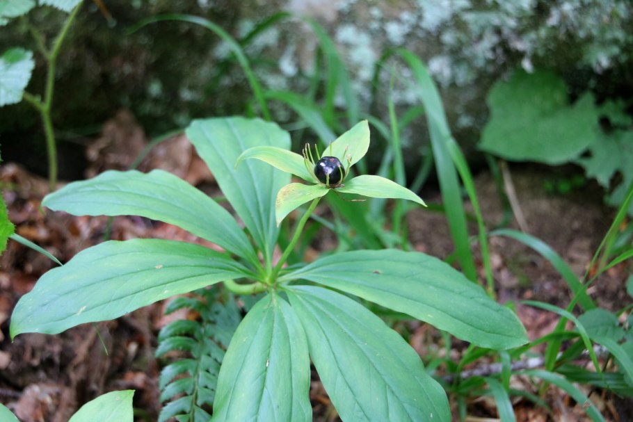 Вороний глаз ядовитое растение