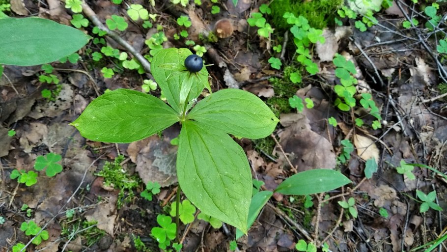 Вороний глаз мутовчатый