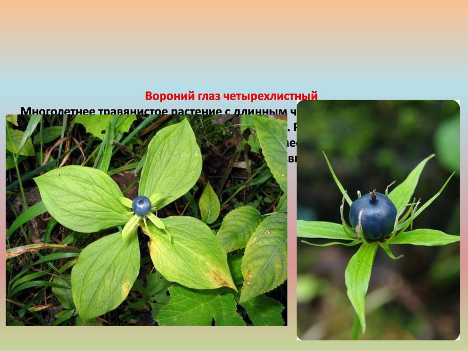 Вороний глаз ядовитое растение