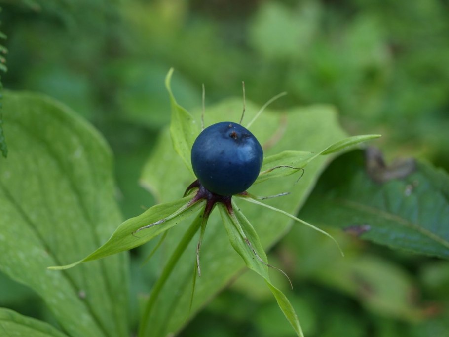 Вороний глаз четырёхлистный