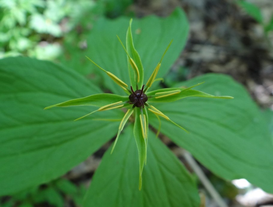 Вороний глаз четырёхлистный