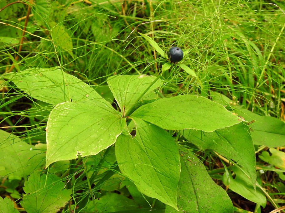 Вороний глаз четырехлистный