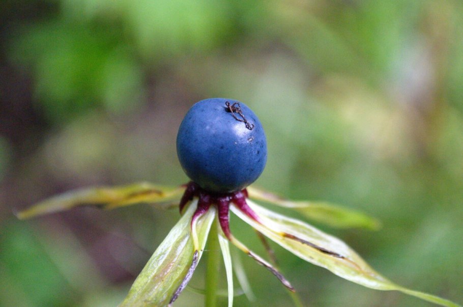 Вороний глаз четырёхлистный