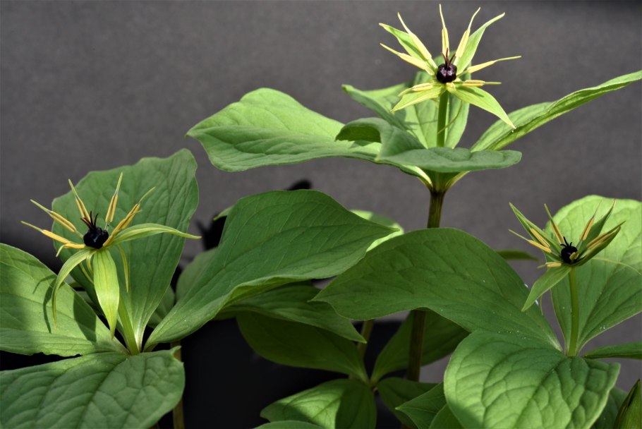 Вороний глаз четырёхлистный