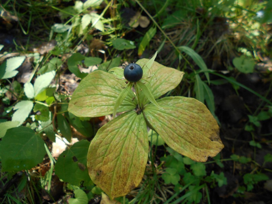 Вороний глаз ядовитое растение