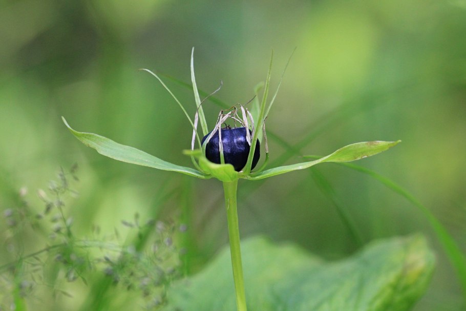 Вороний глаз двудольное
