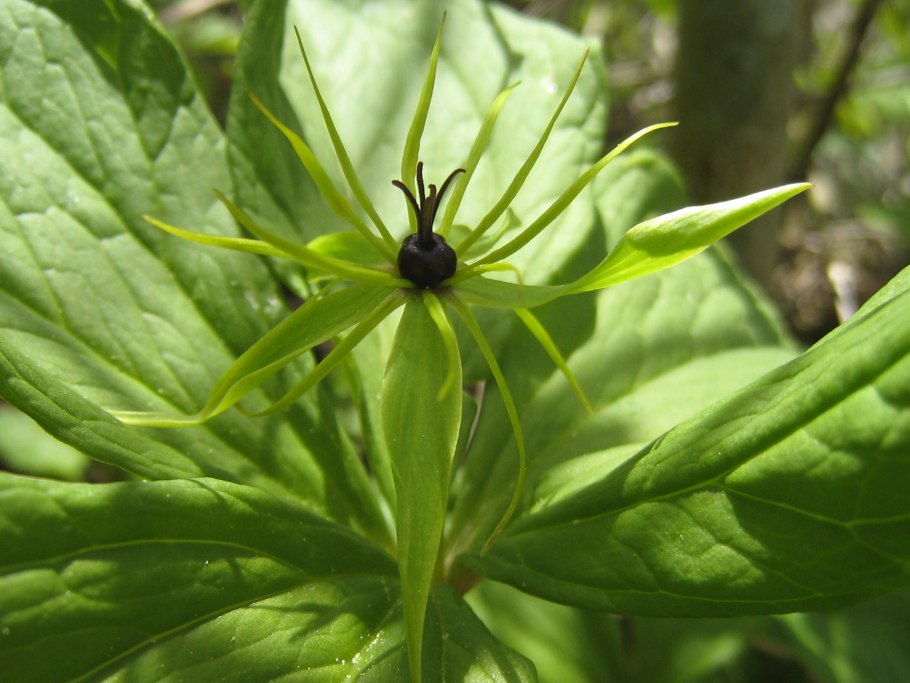 Вороний глаз ягода