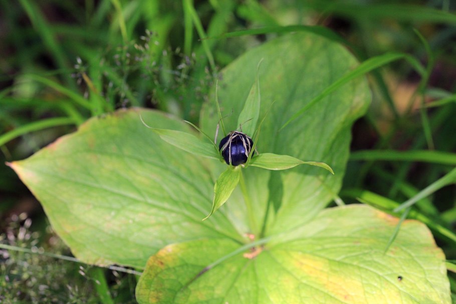Вороний глаз четырехлистный Paris quadrifolia