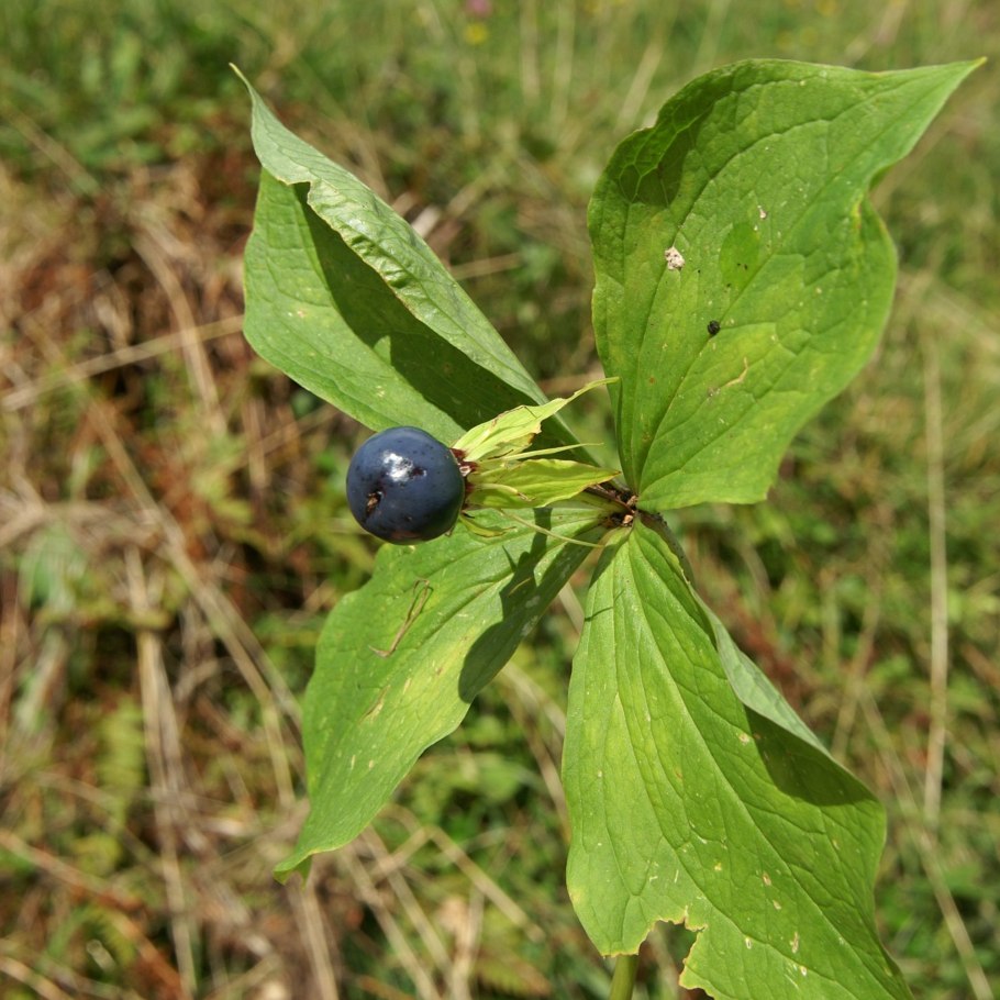 Вороний глаз ягода
