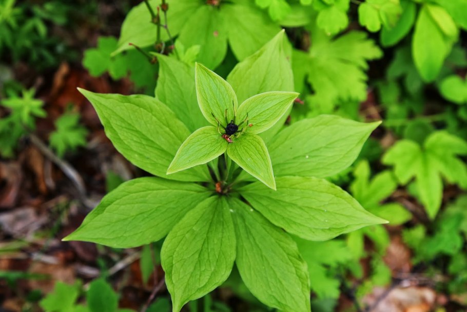 Вороний глаз четырёхлистный