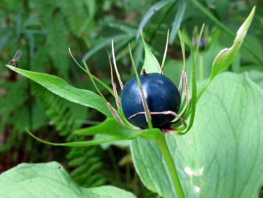 Вороний глаз ядовитое растение