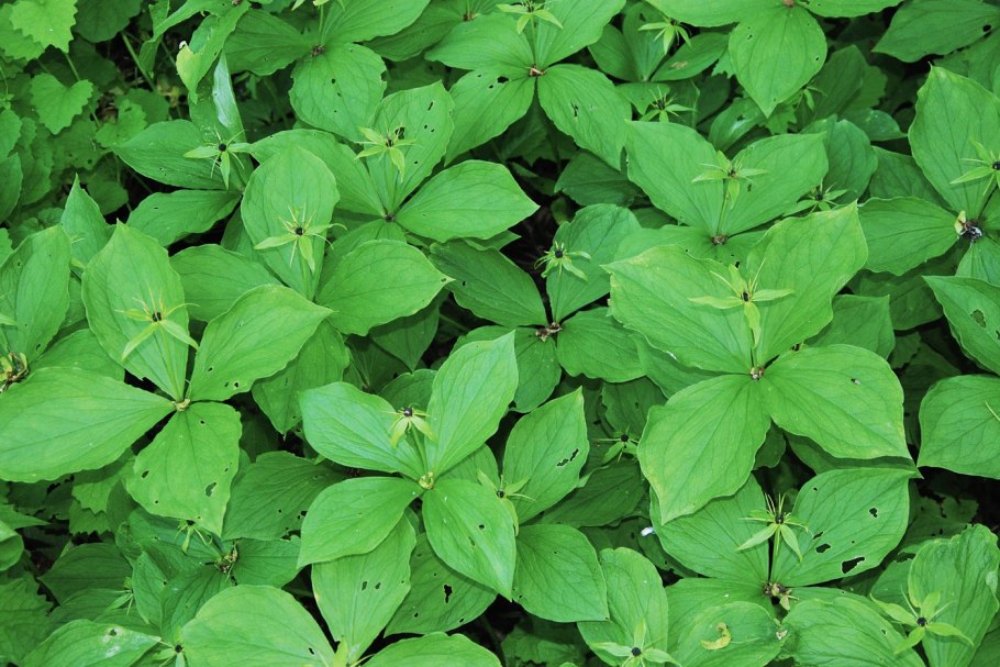 Вороний глаз ягода