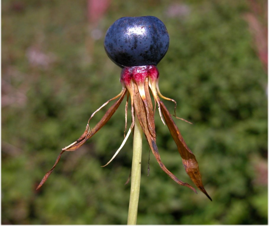 Вороний глаз четырёхлистный