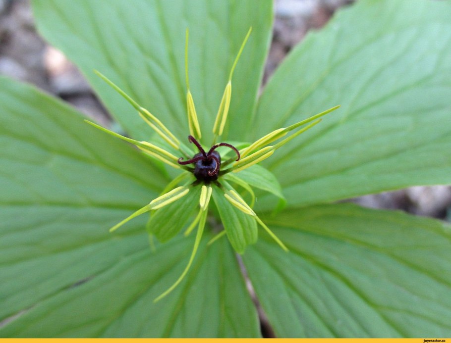 Вороний глаз четырёхлистный