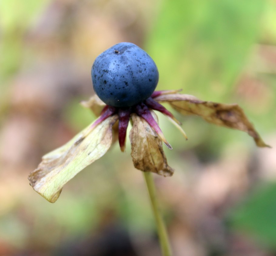 Вороний глаз четырёхлистный