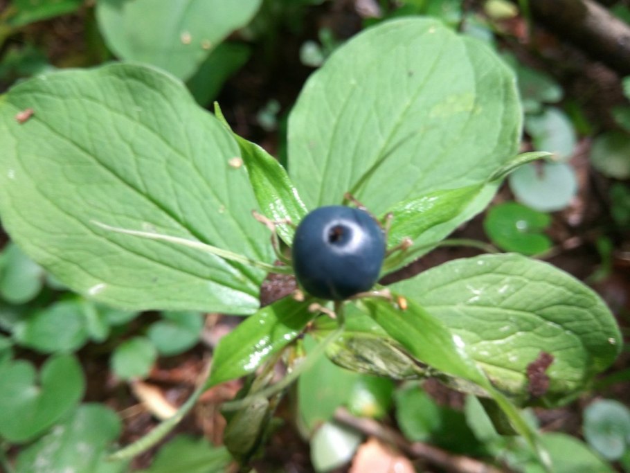 Вороний глаз цветок