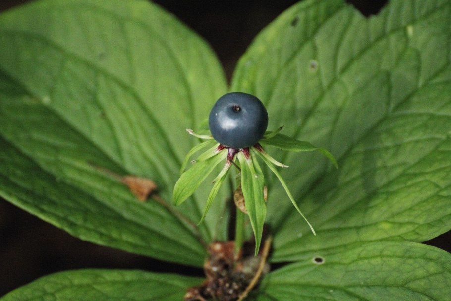 Растения леса Вороний глаз