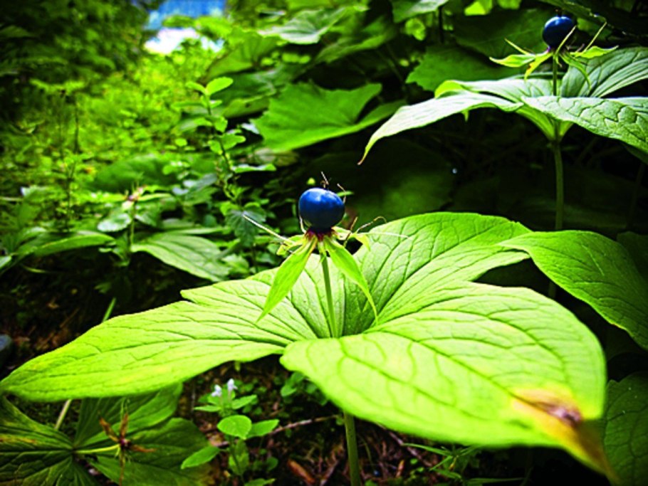 Вороний глаз четырёхлистный