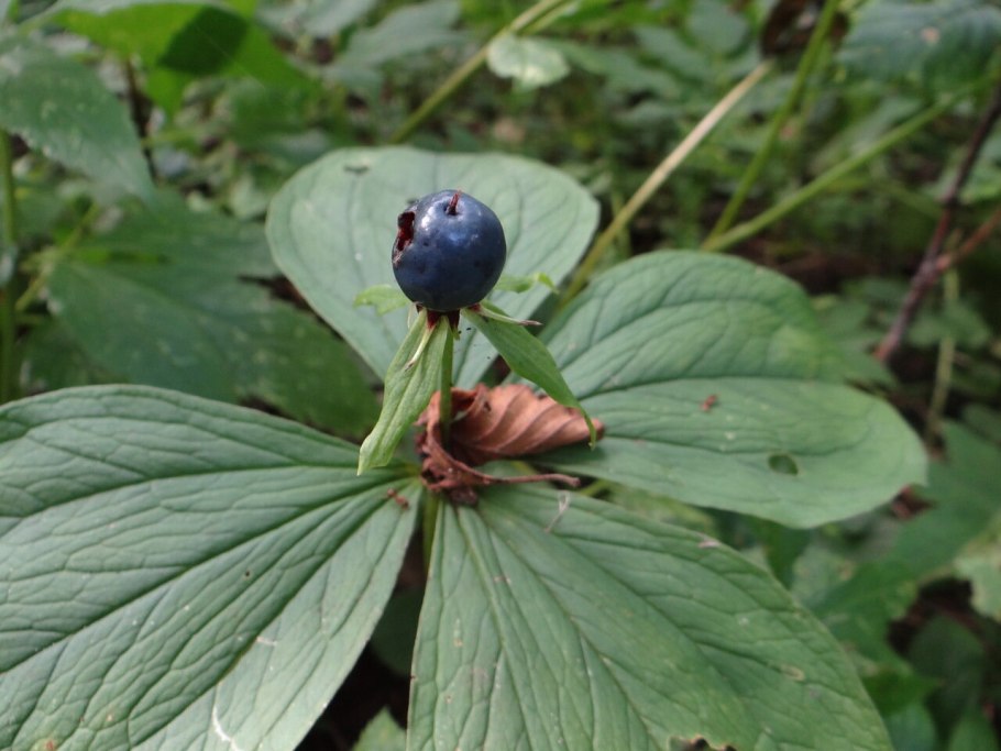 Вороний глаз ядовитое растение